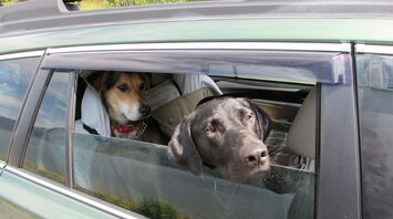 Two dogs looking out of a car window during a road trip
