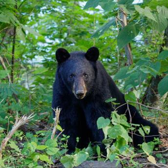 The Bear sitting in the woods