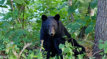 The Bear sitting in the woods