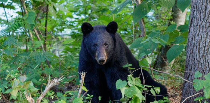 The Bear sitting in the woods