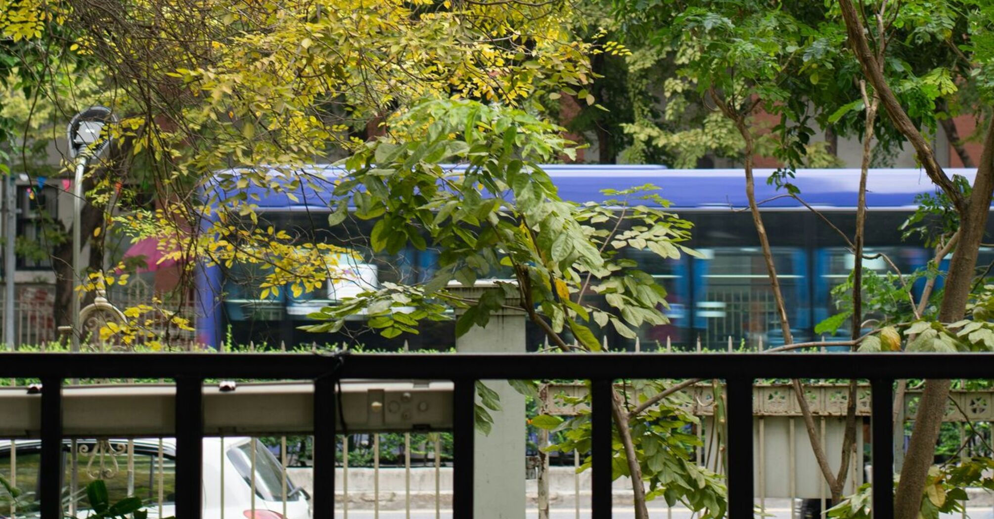 Blue bus passing by lush green and yellow trees in an urban park setting