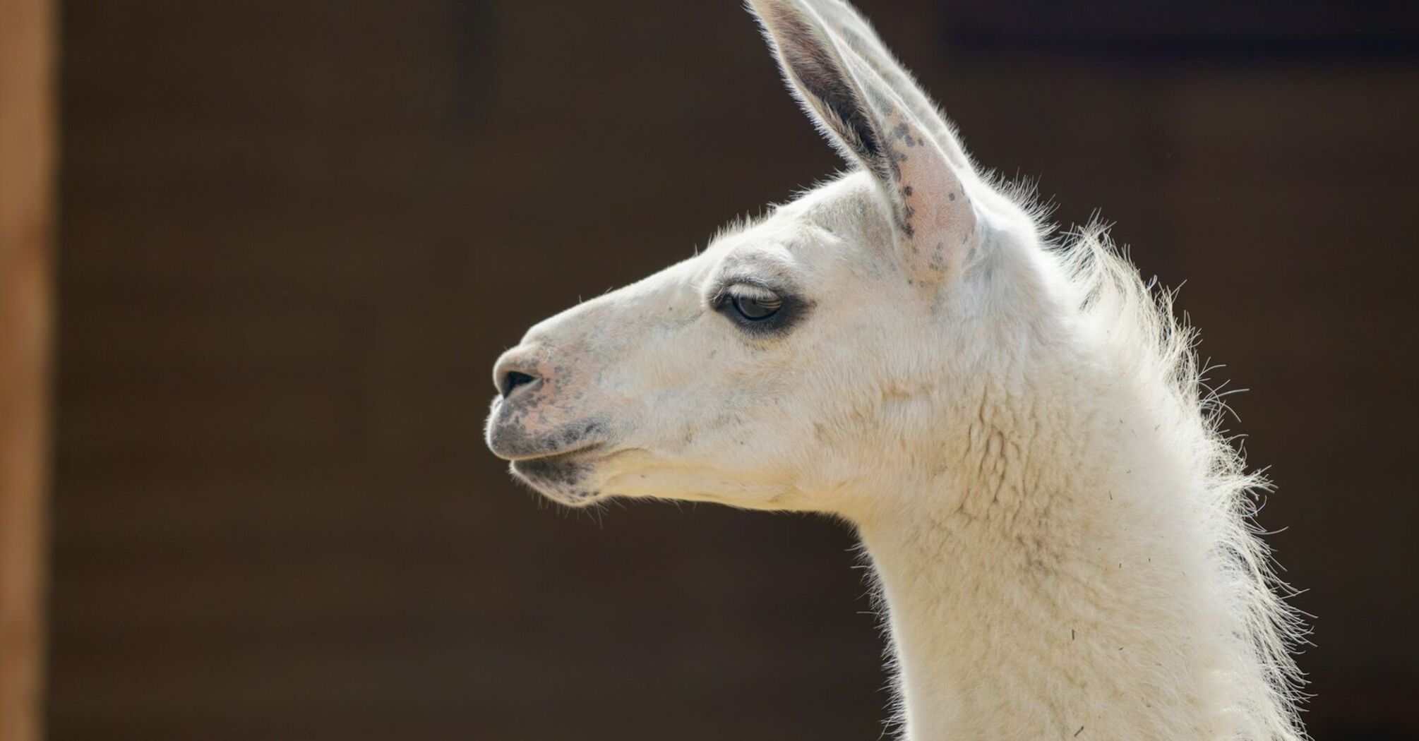 Close-up of a white llama's head