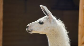 Close-up of a white llama's head