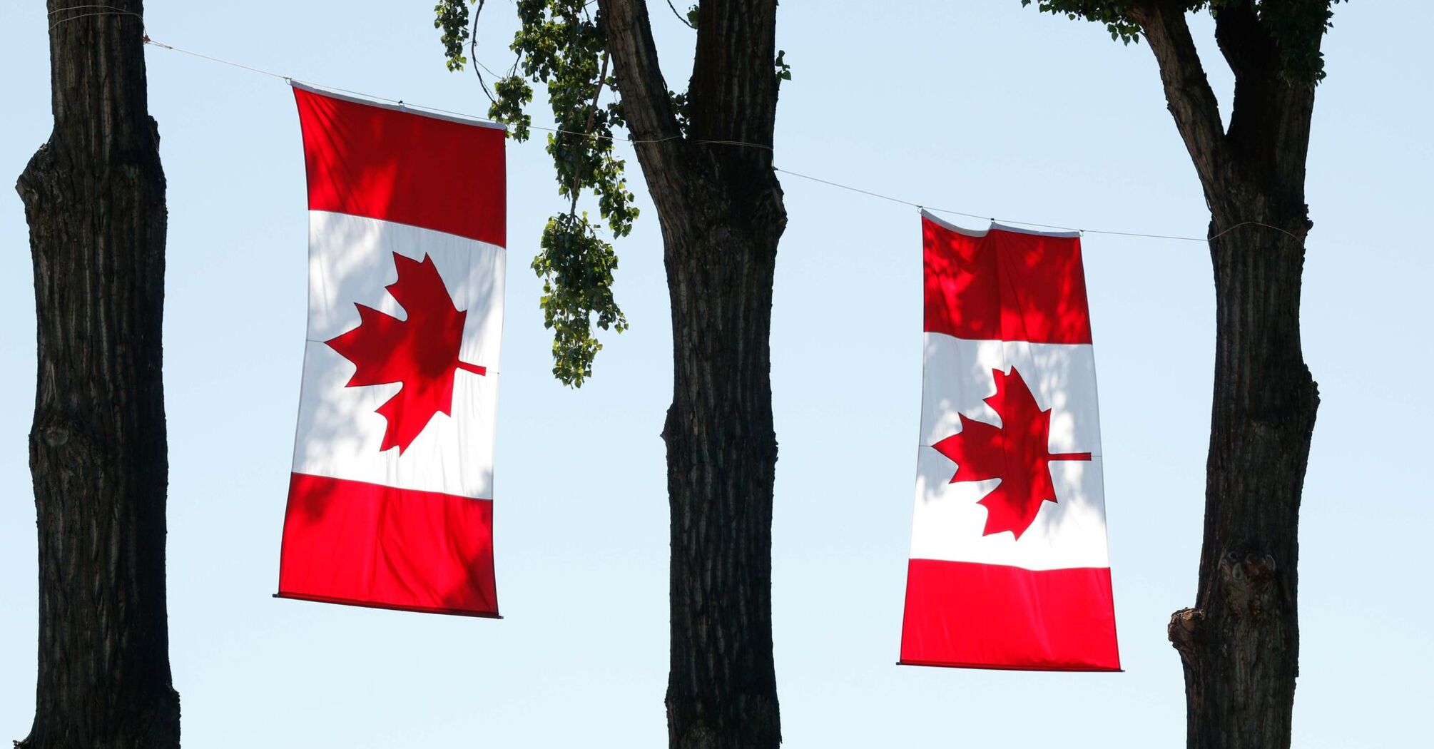 Two Canadian flags hanging between trees