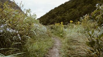 hiking trail in the White Mountains