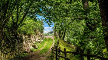 Pathway with a stone wall and fence, surrounded by trees