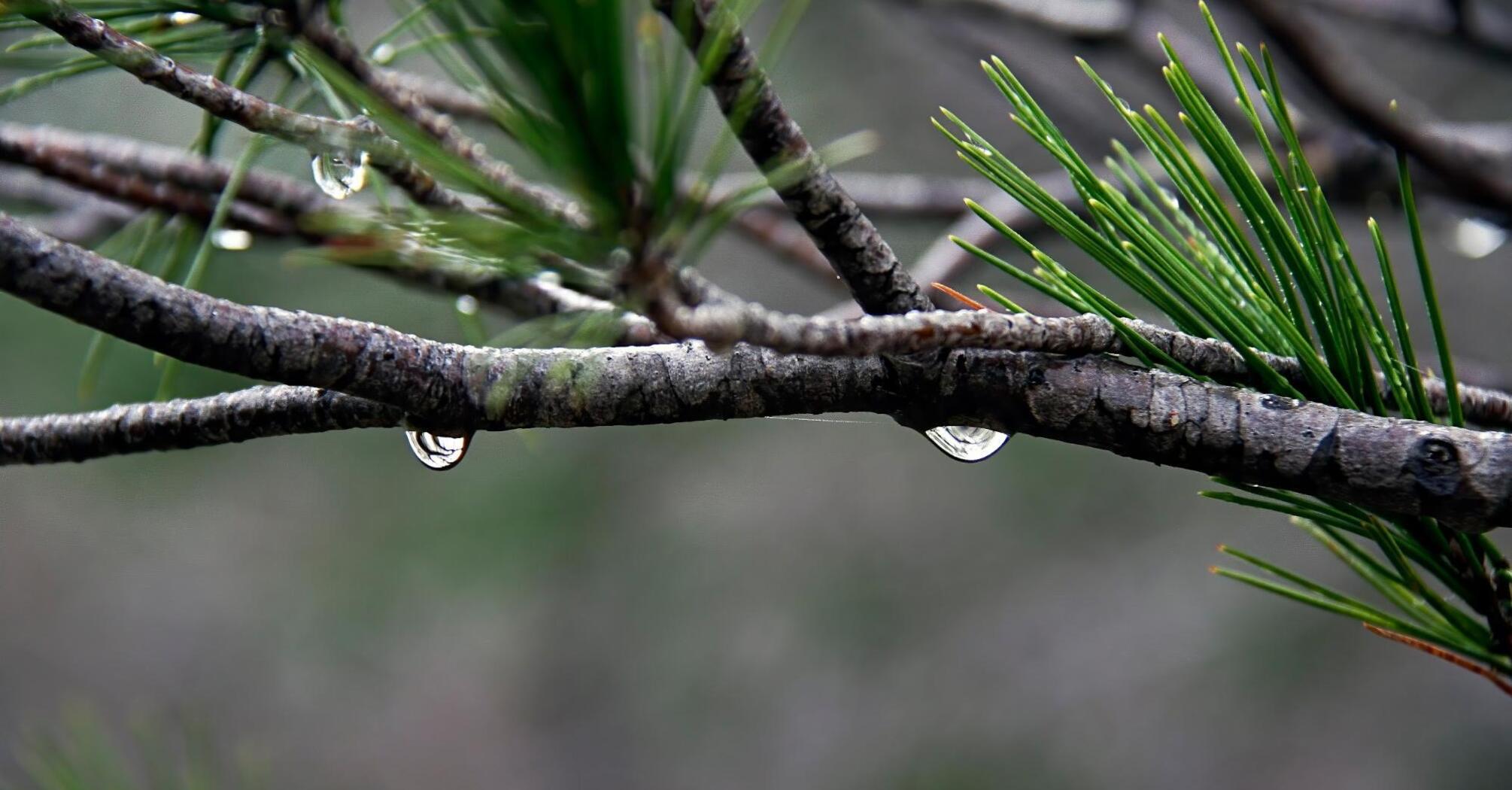 Raindrops on a pine branch after rain