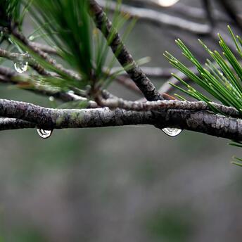 Raindrops on a pine branch after rain