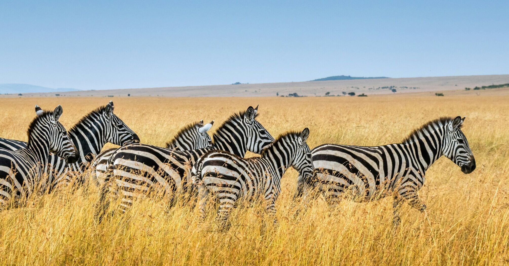 A herd of running zebras