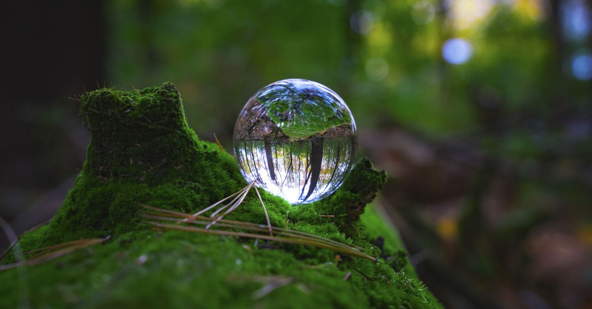 Glass ball reflecting forest scenery on mossy ground