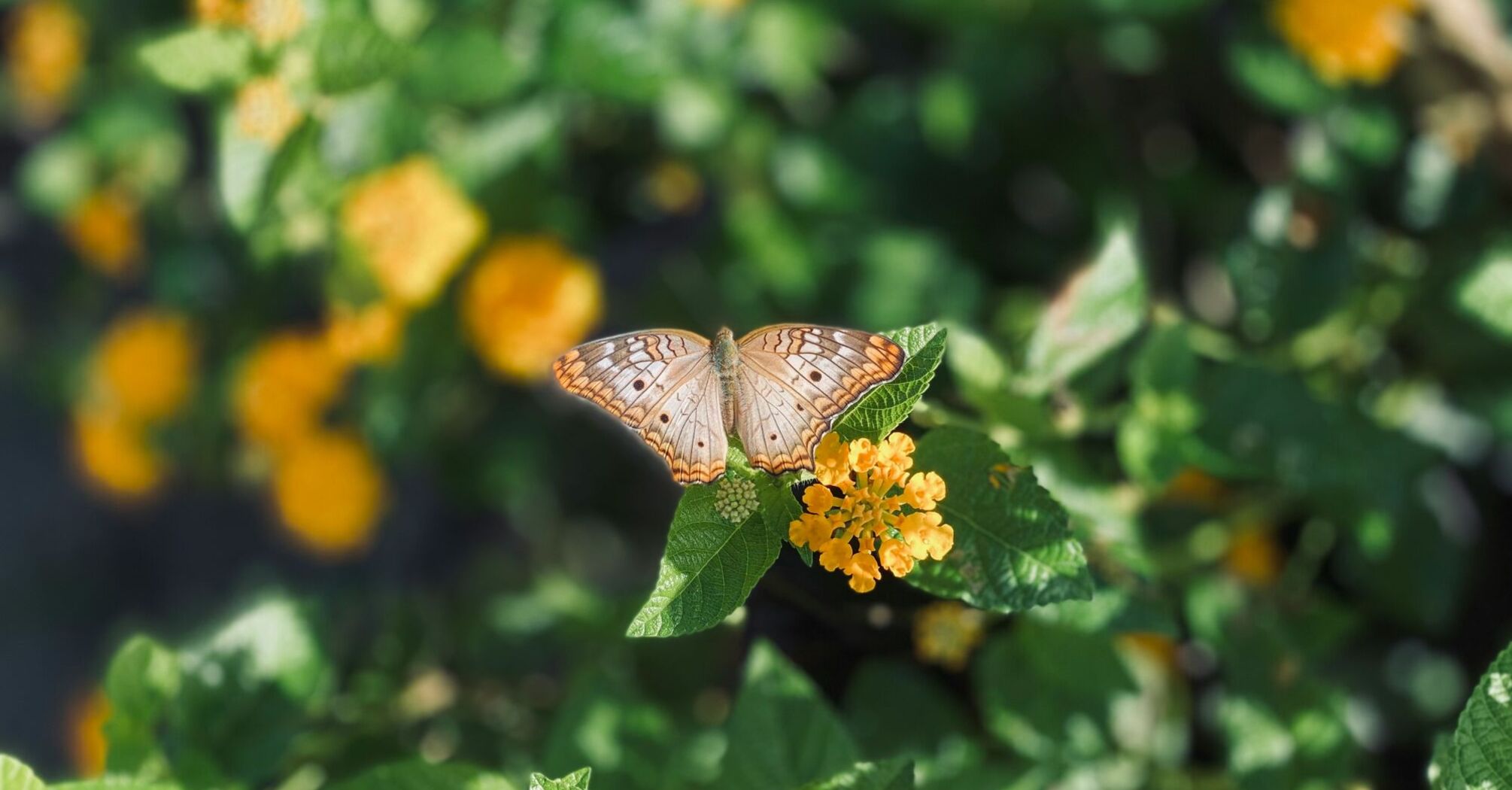 brown and orange butterfly on green flower