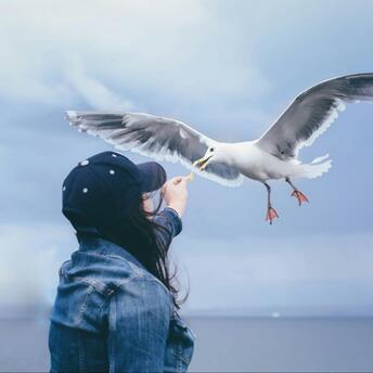 Feeding the seagull on the seashore