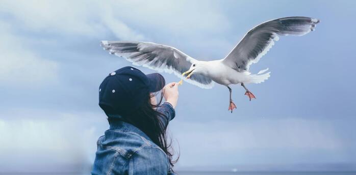 Feeding the seagull on the seashore