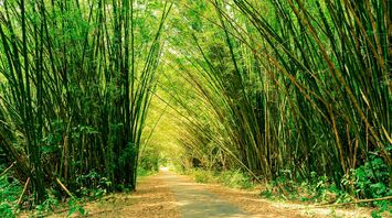 Concrete paved pathway in densely vegetated tropical bamboo forest, Chaguaramas Trinidad