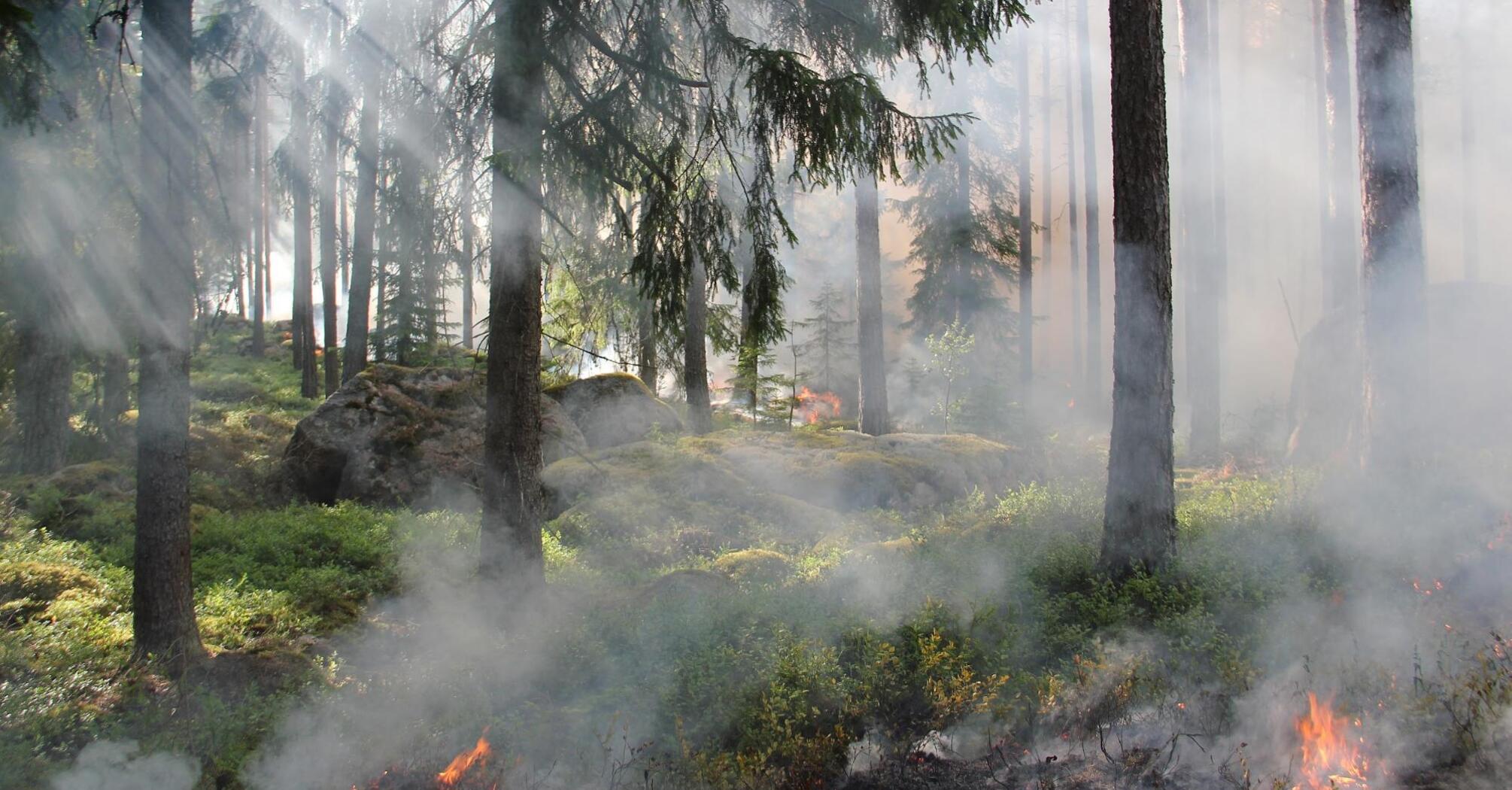 Forest fire in a coniferous forest with thick smoke