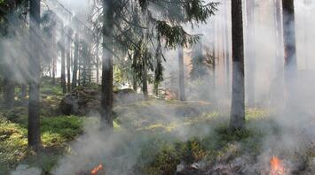 Forest fire in a coniferous forest with thick smoke