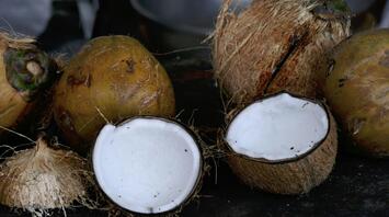Coconut splitted in two parts