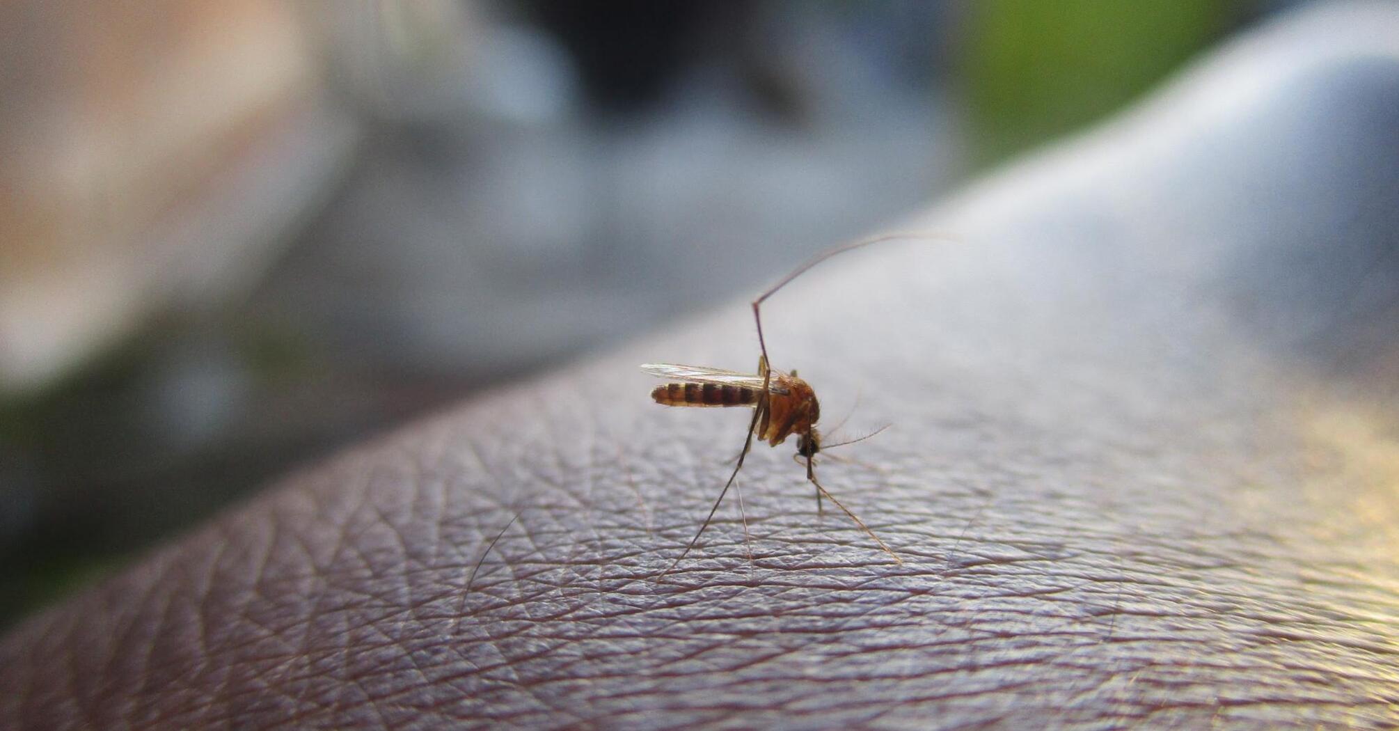 A mosquito resting on the skin, ready to bite