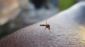 A mosquito resting on the skin, ready to bite