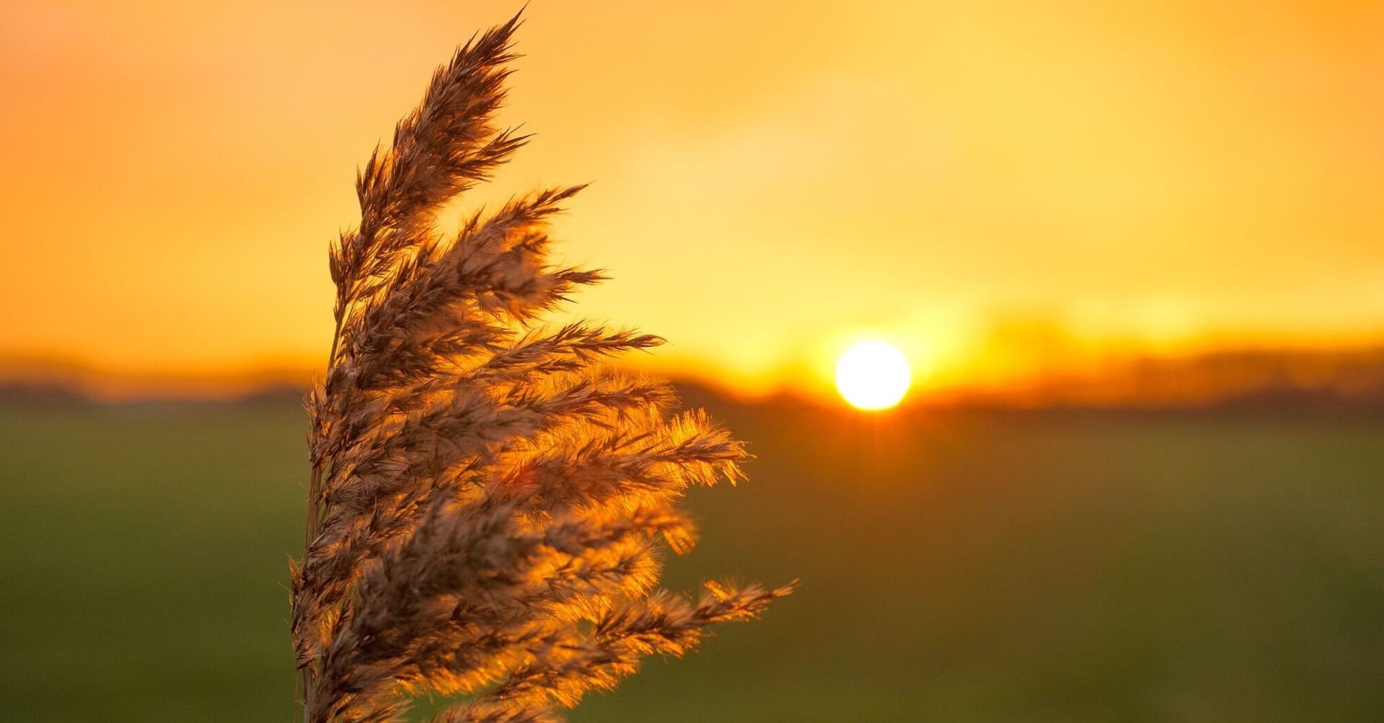 Sunset over a field with dry grass