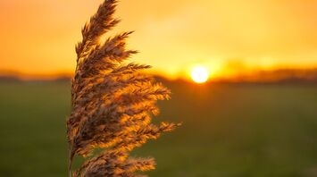 Sunset over a field with dry grass