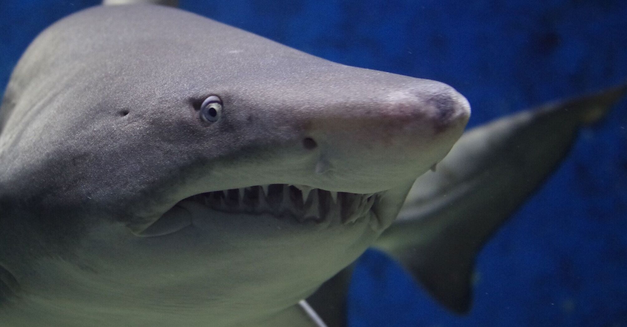 Close-up of a shark underwater