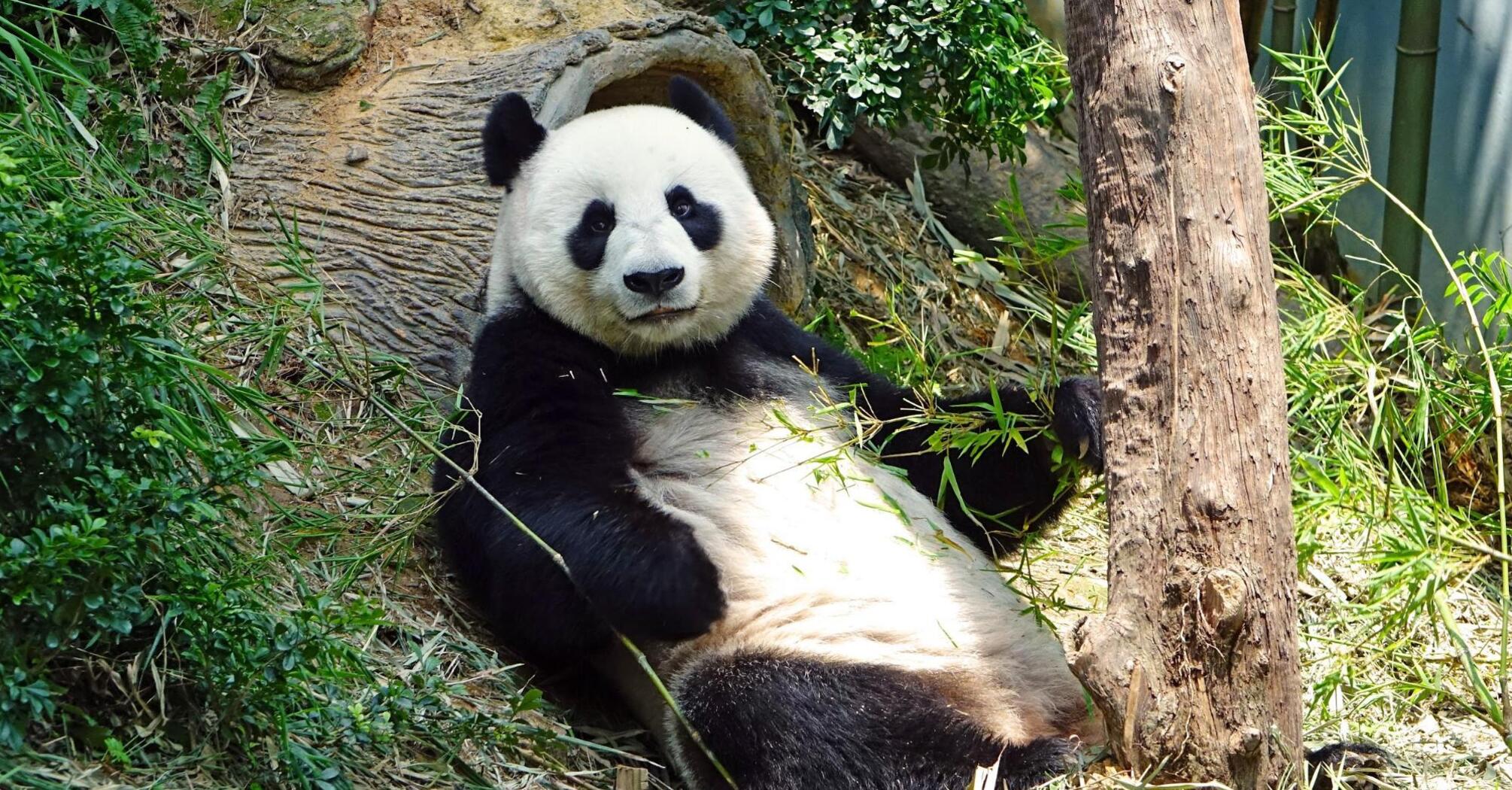 A giant panda relaxing and eating bamboo in a lush, naturalistic habitat