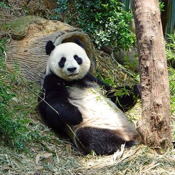 A giant panda relaxing and eating bamboo in a lush, naturalistic habitat