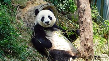 A giant panda relaxing and eating bamboo in a lush, naturalistic habitat