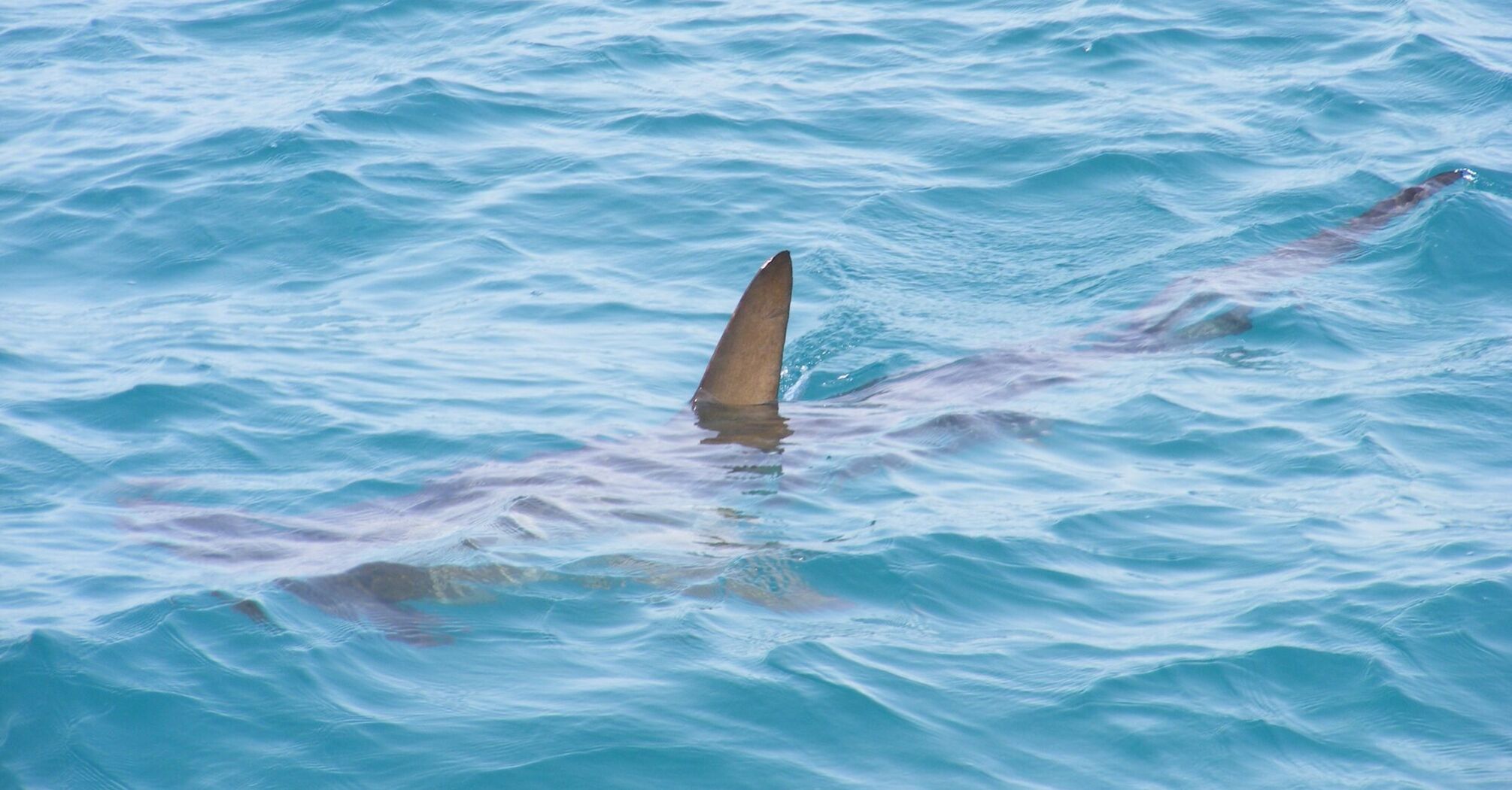 Shark fin surfacing in the ocean water