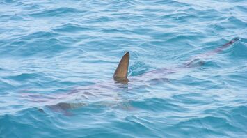 Shark fin surfacing in the ocean water