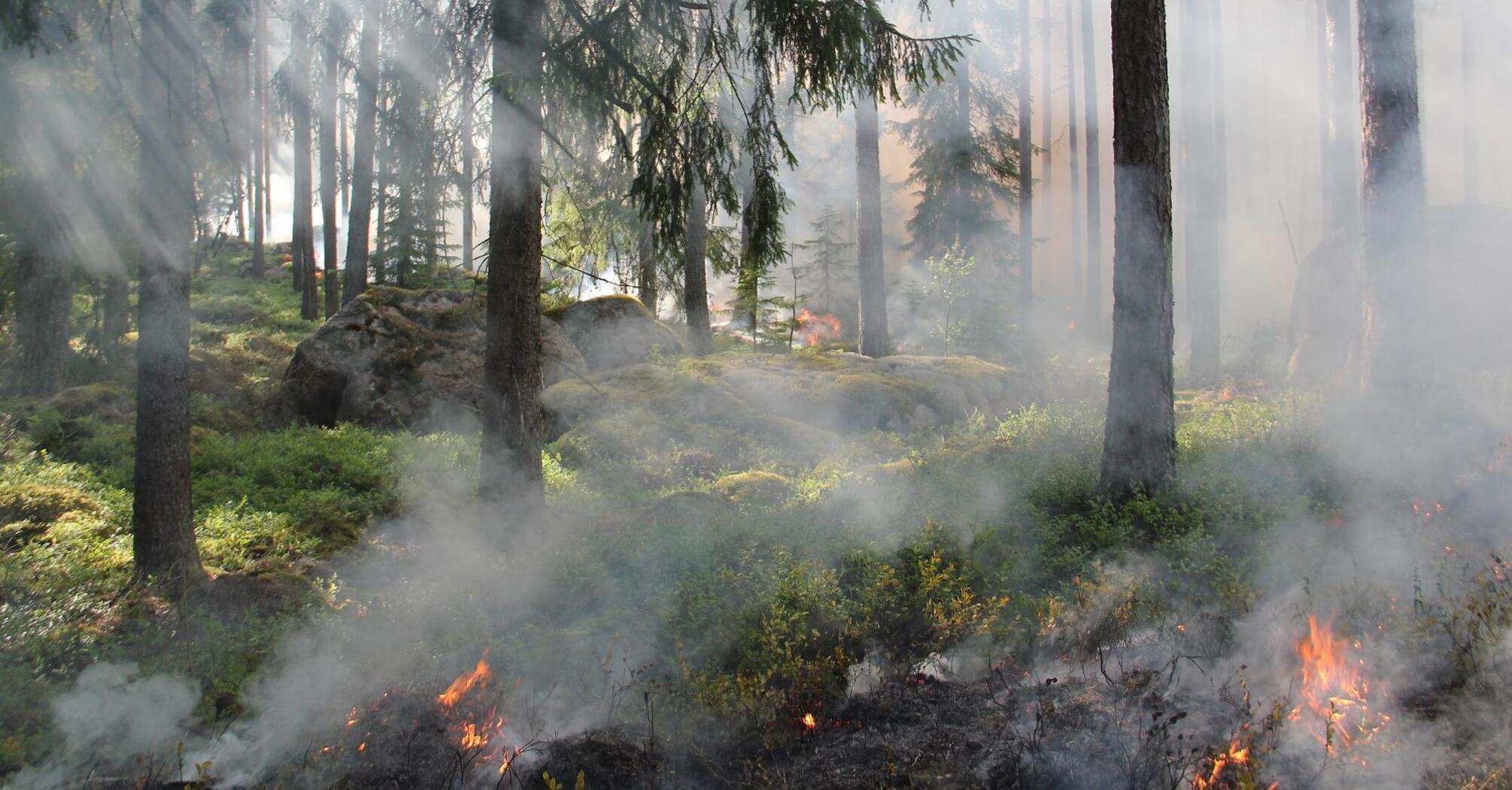 Smoke and small flames in a forest during a wildfire