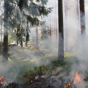 Smoke and small flames in a forest during a wildfire