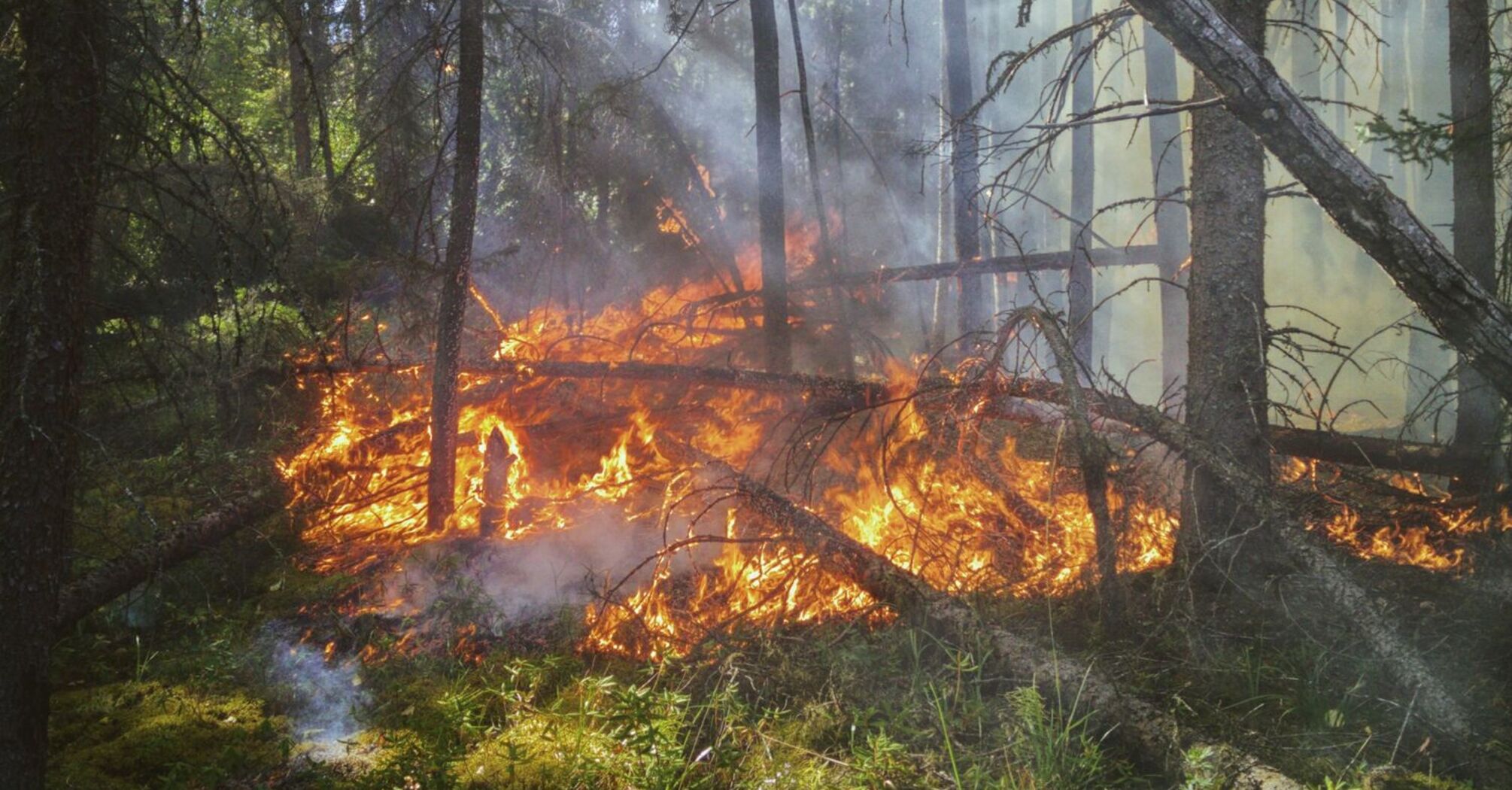 Wildfire burning through a dense forest area