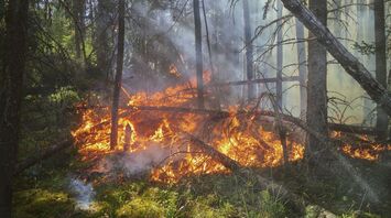Wildfire burning through a dense forest area