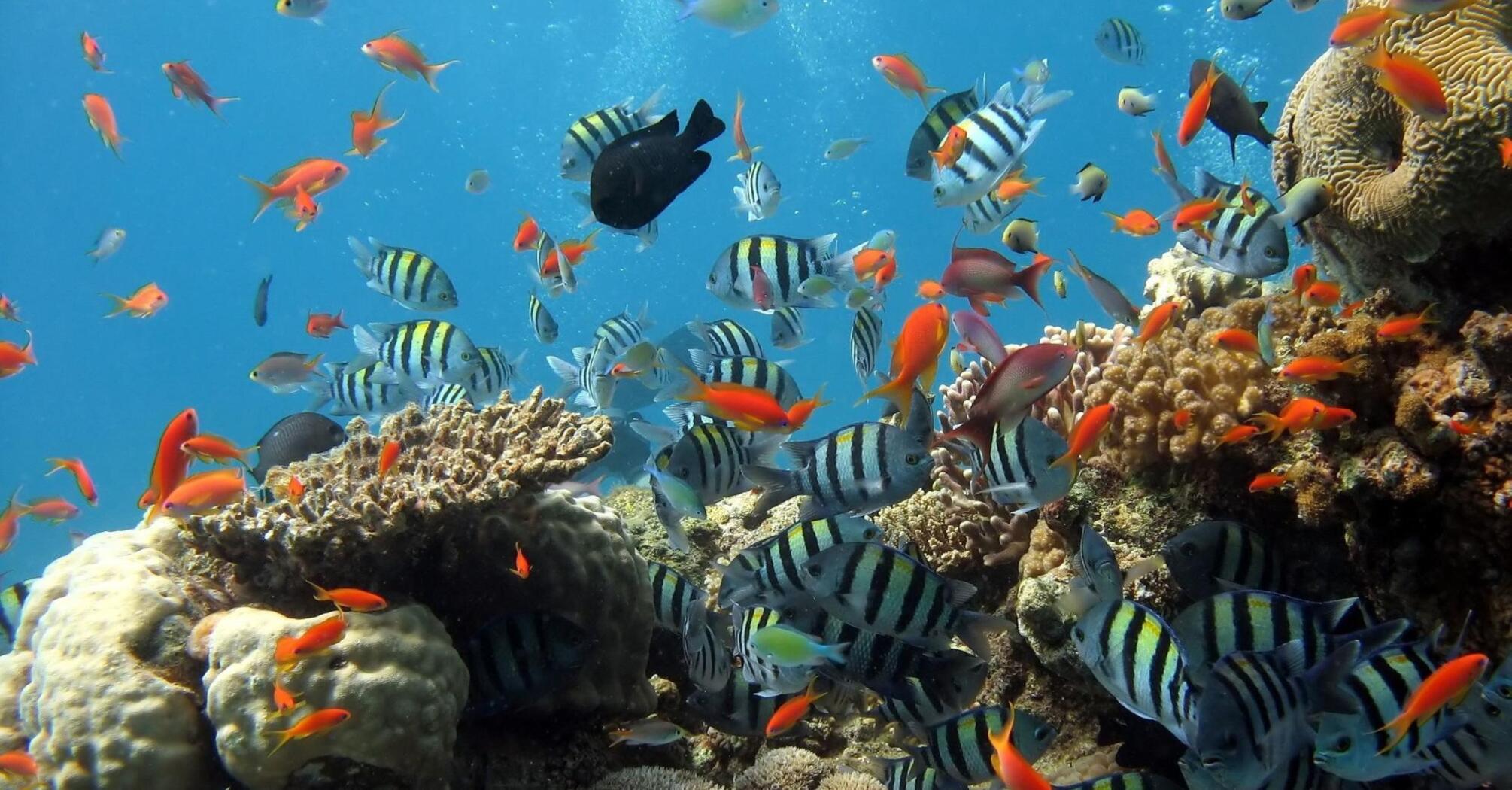 A colorful coral reef teeming with vibrant fish in clear blue water