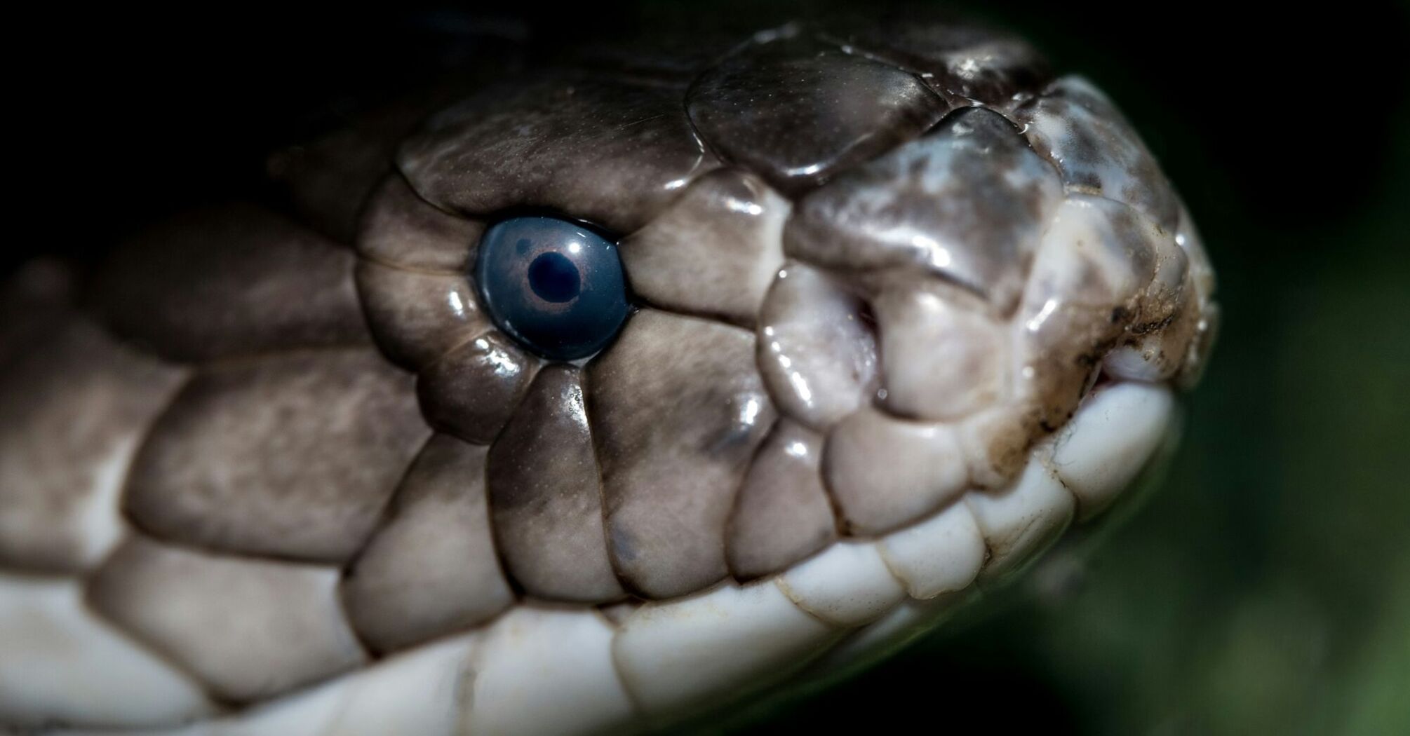 Close-up of a cobra's face