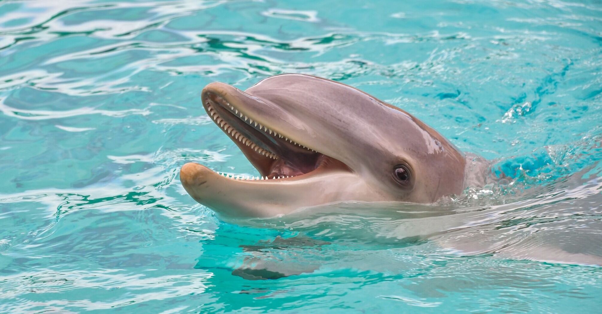 A smiling dolphin swimming in clear blue water