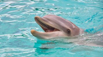 A smiling dolphin swimming in clear blue water