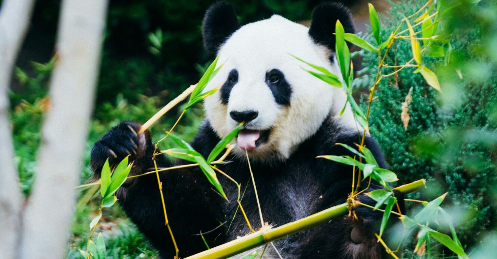 A giant panda eating bamboo in a natural setting