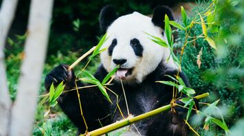 A giant panda eating bamboo in a natural setting
