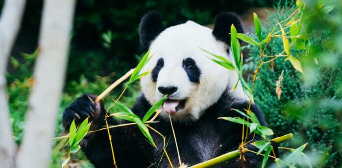 A giant panda eating bamboo in a natural setting