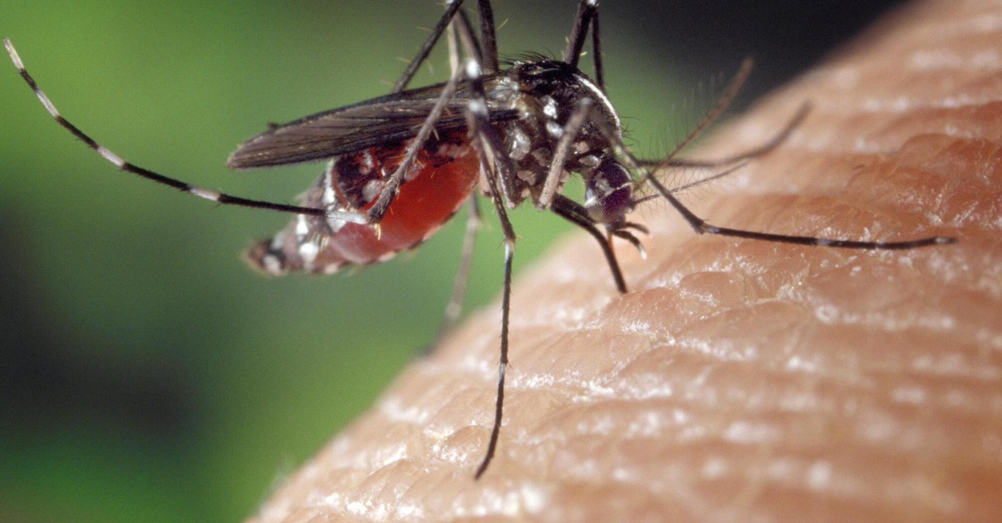 A mosquito feeding on human skin, potentially transmitting a virus