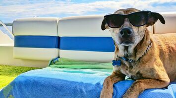 A dog wearing sunglasses relaxes on a boat under a clear blue sky