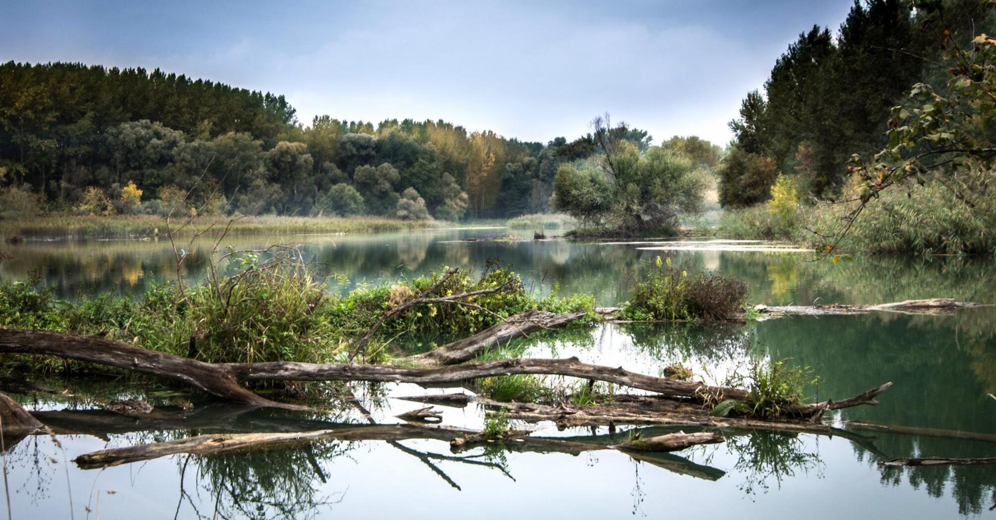 A tranquil river scene with fallen logs and lush forest surrounding the water