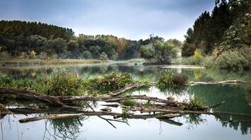 A tranquil river scene with fallen logs and lush forest surrounding the water