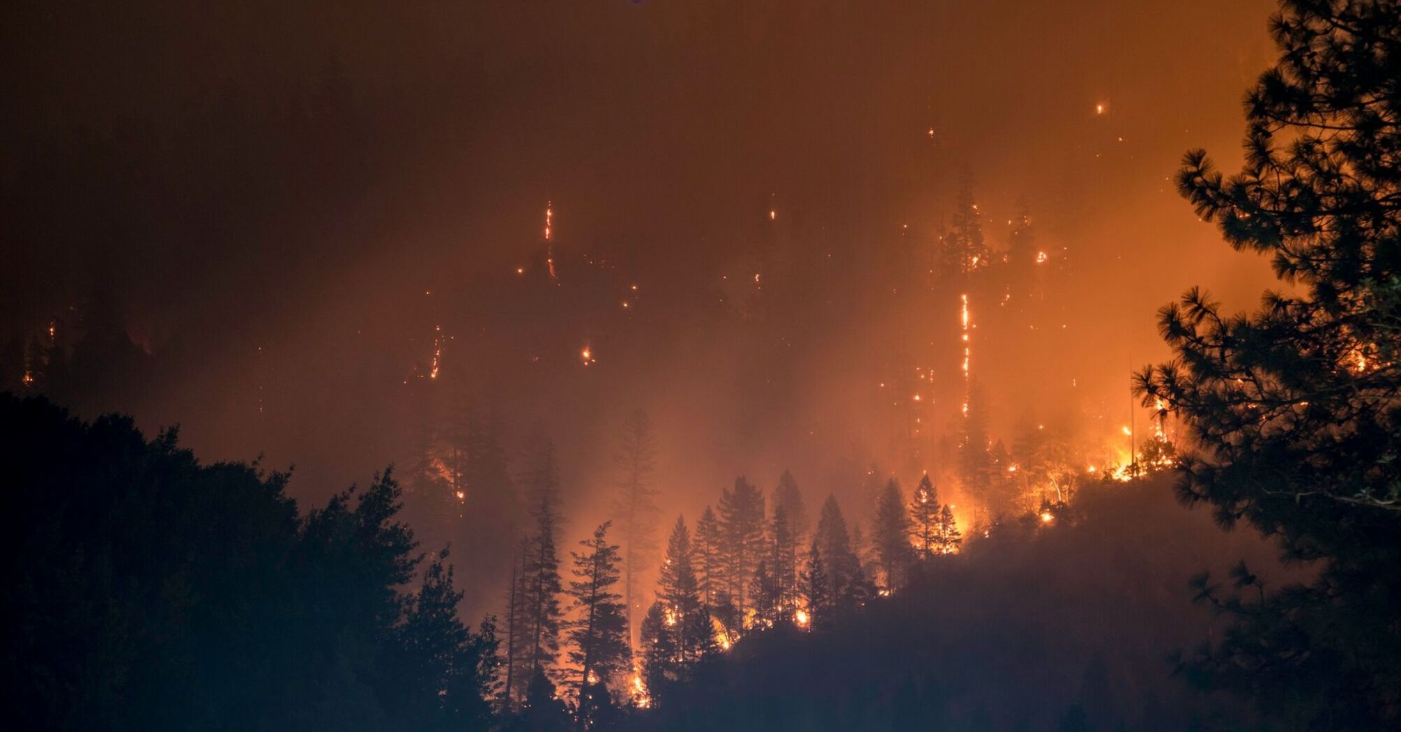 Wildfire burning through a forest at night