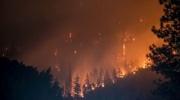 Wildfire burning through a forest at night