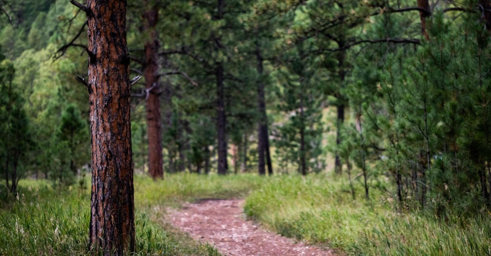 A narrow path in a dense forest with green trees