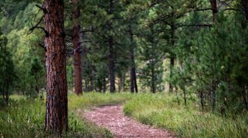 A narrow path in a dense forest with green trees